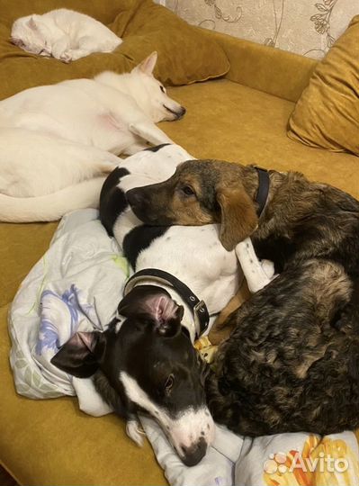 Передержка собак, кошек, грызунов