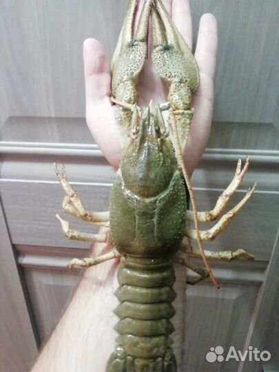 Живые Раки спб