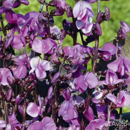 Долихос или вьющаяся сирень