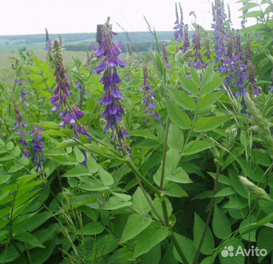 Семена козлятника