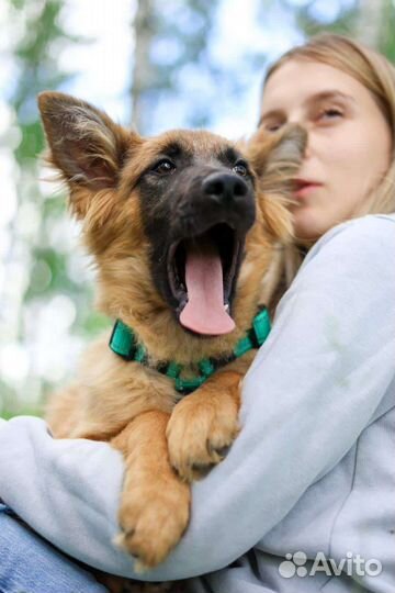 Щенок из приюта ищет семью