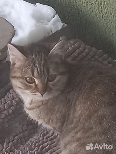 Котенок подросток