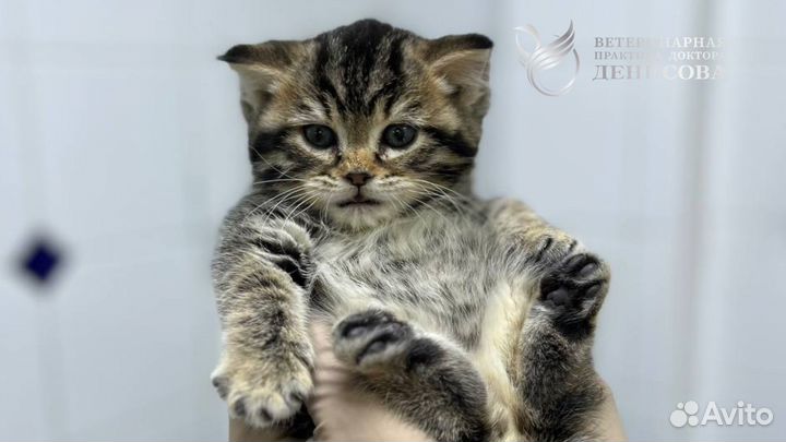 Ветеринарный врач Лечение животных