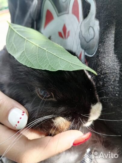 Декоративный кролик