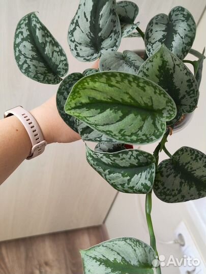 Сциндапсус Пиктус Экзотика