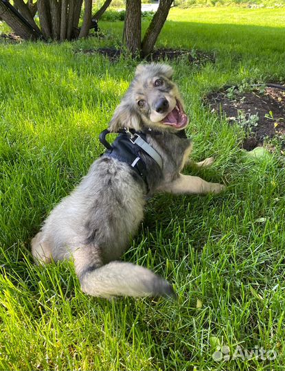 Малыш Альф ищет дом