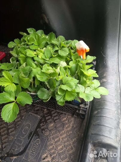 Рассада клубники