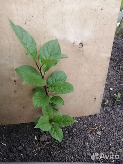 Саженцы сирени иранской