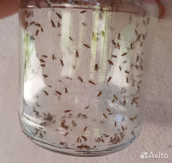 Габробракон(энтомофаг)