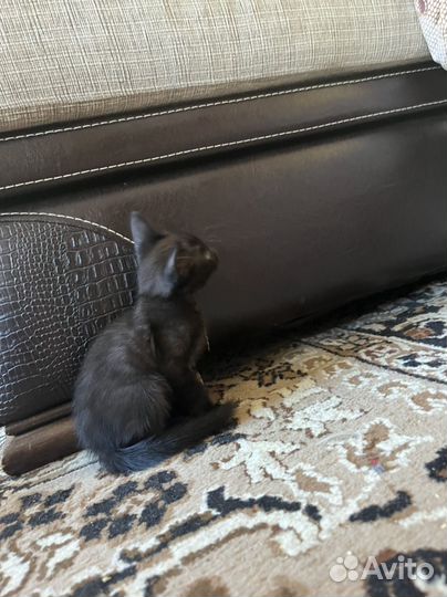 Котята девон-рекс