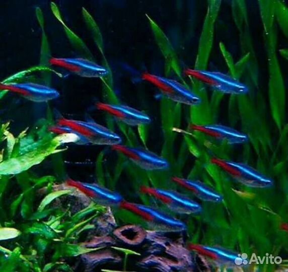Аквариумные адаптированные рыбки