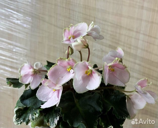 Фиалки мини, трейлеры, химеры