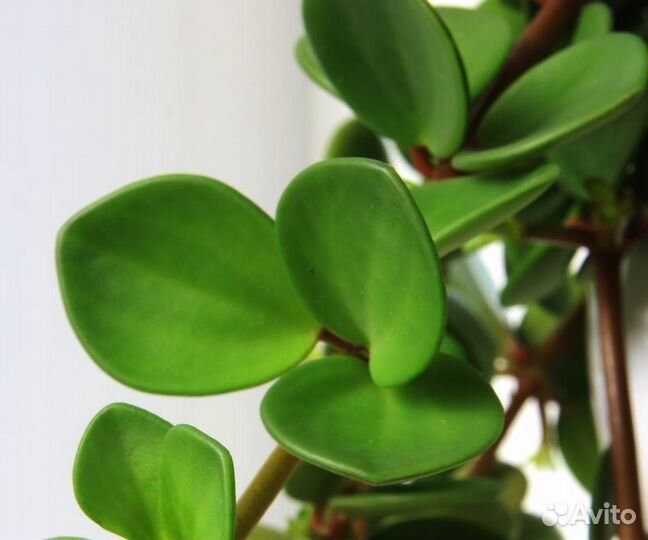 Пеперомия хоуп