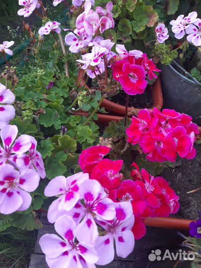 Пеларгония герань