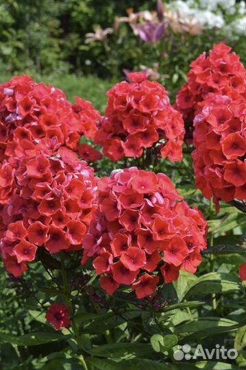 Флоксы сортовые