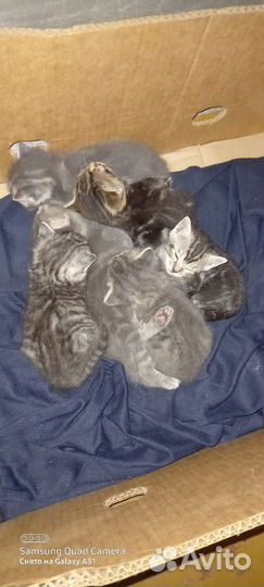Котята в добрые руки бесплатно
