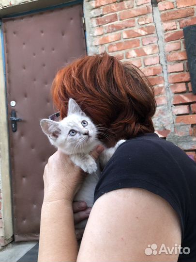 Кошка в дар бесплатно