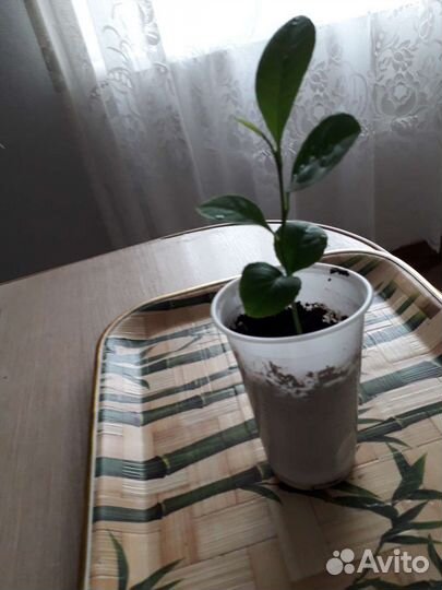 Лимонное дерево