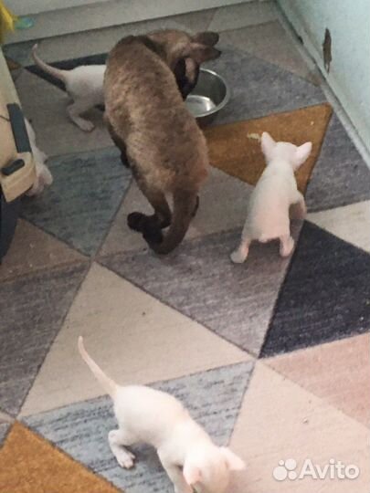 Бронь. Котята корниш- рекс