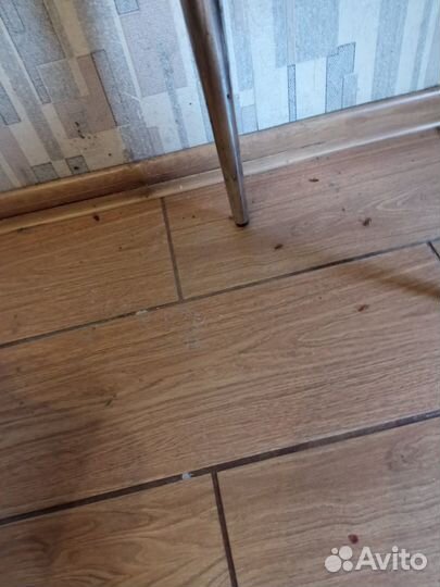 Дезинфекция дезинсекция клещей тараканов клопов