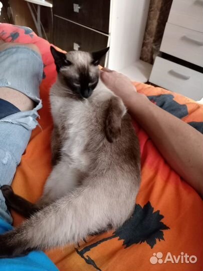Тайская кошка