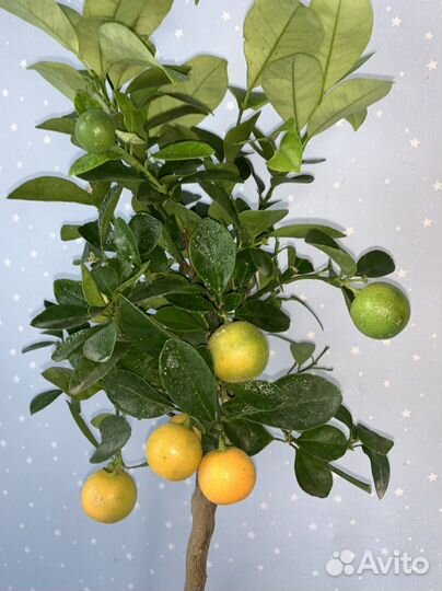 Мандариновое дерево с плодами 18/60см