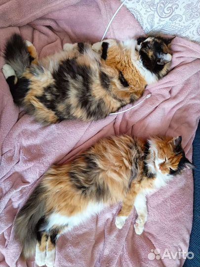 Кошка в дар