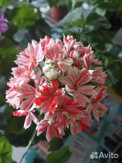 Пеларгония Mallorca