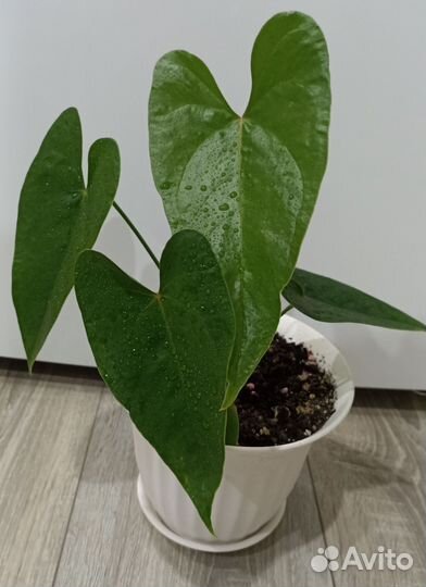 Антуриум красный