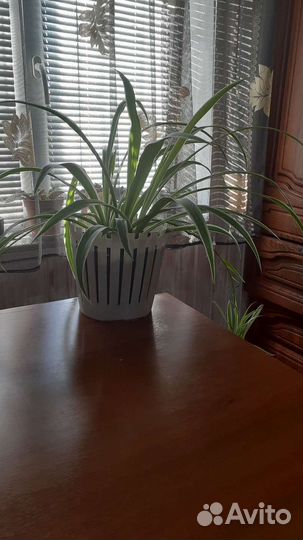 Хлорофитум