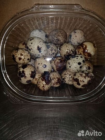 Яйца перепелиные