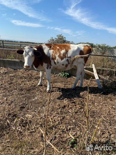 Корова стельная