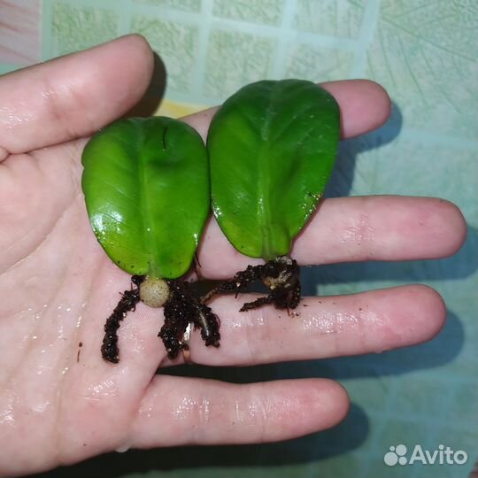 Зензи равен