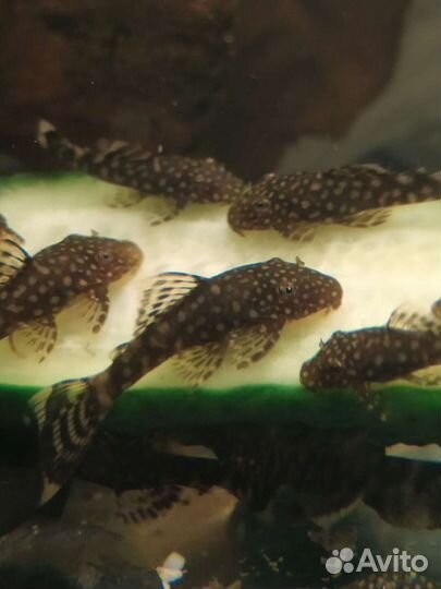 Сомики анциструса