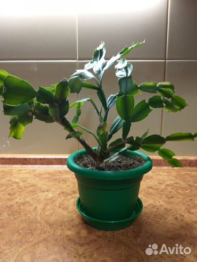 Комнатные цветы. Декабрист.Шлюмбергера