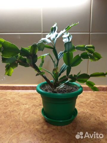 Комнатные цветы. Декабрист.Шлюмбергера
