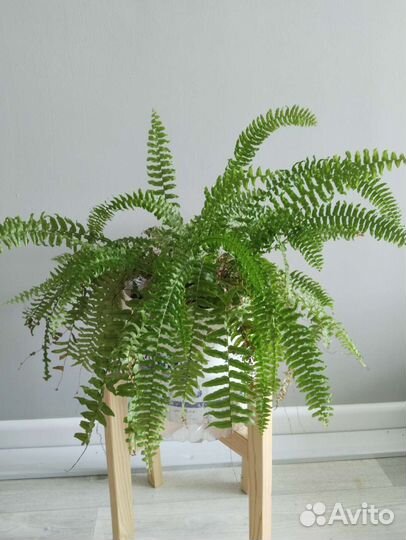 Комнатные растения