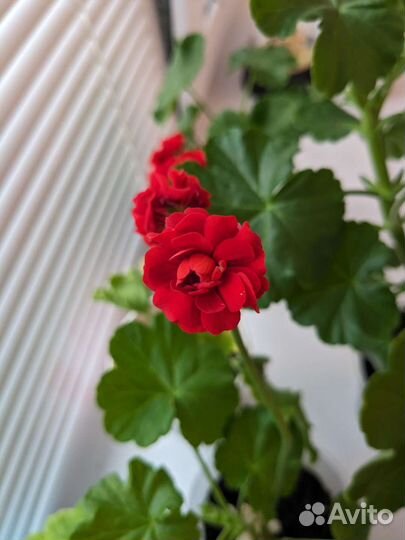 Пеларгония герань розенбудная красная