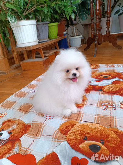 Суперпушистик