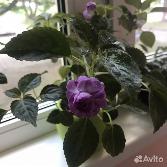 Бальзамин махровый