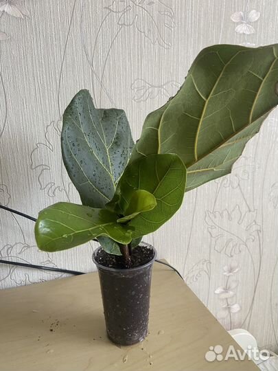 Фикус лирата