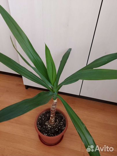 Пальма Юкка