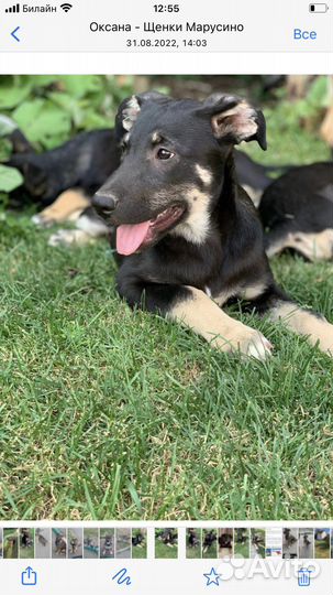 Метисы овчарки