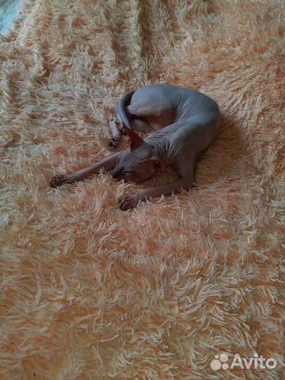 Донской сфинкс вязка