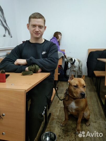 Услуги кинолога