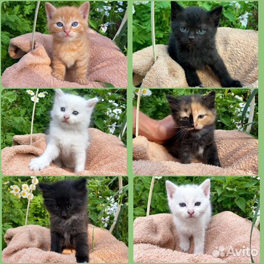 Котята в добрые руки