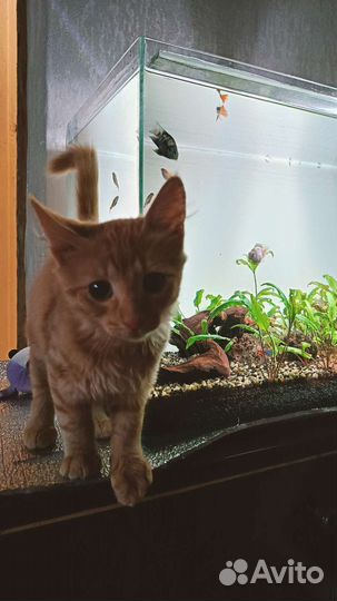 Рыжий котенок в добрые руки