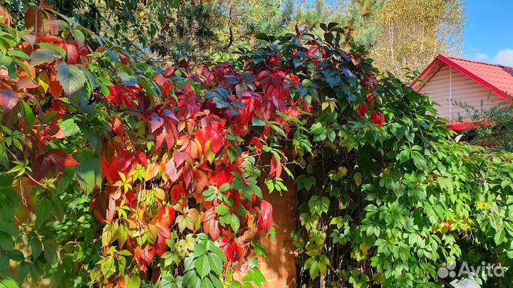 Девичий виноград