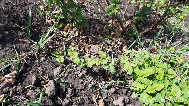 Ежемалина тайбери