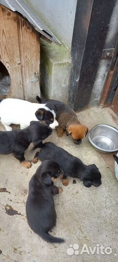 Щенки
